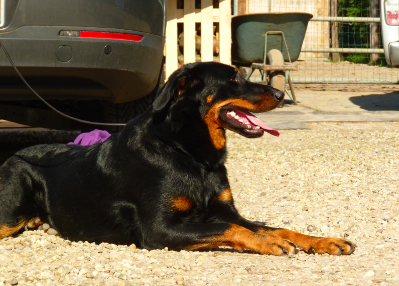 Fauve yolie De La Bonhardiesse