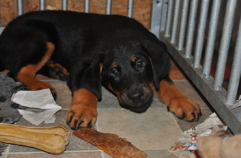 Havel yzar De La Bonhardiesse