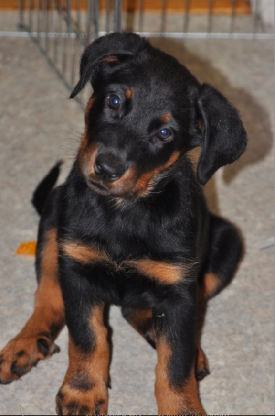 Fauve yolie De La Bonhardiesse