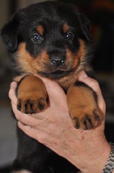 Flirthe yloïse De La Bonhardiesse