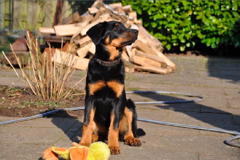 Halouette ysis De La Bonhardiesse