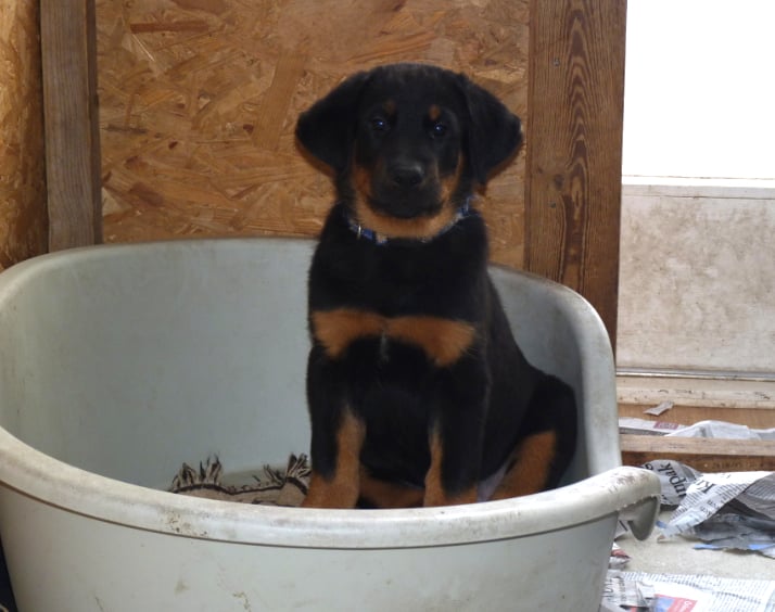 Havel yzar De La Bonhardiesse