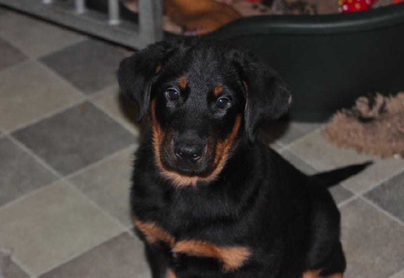 Havel yzar De La Bonhardiesse