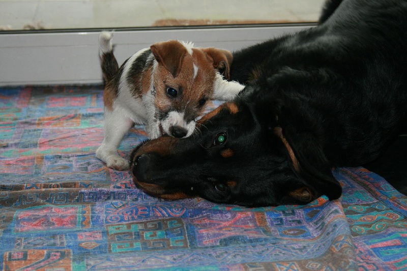 CH. Fan ubac yem De La Bonhardiesse