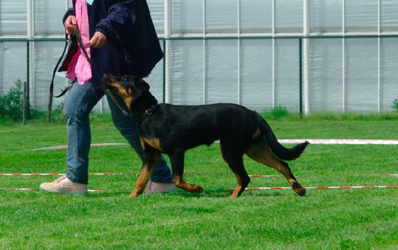 Halouette ysis De La Bonhardiesse