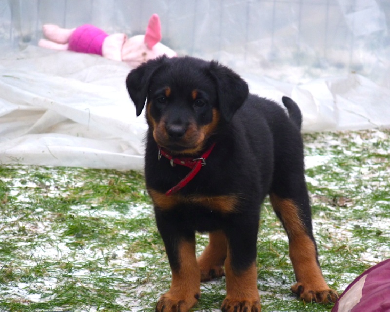 CH. Hirthe ysa vajèn De La Bonhardiesse