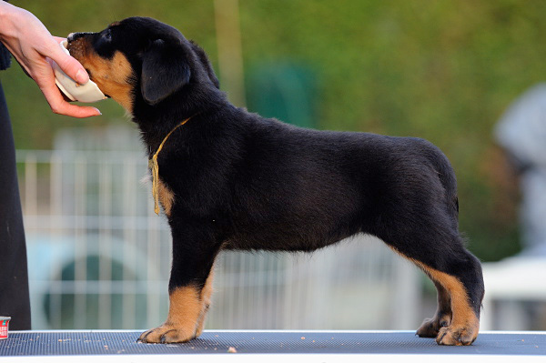 Flirthe yloïse De La Bonhardiesse