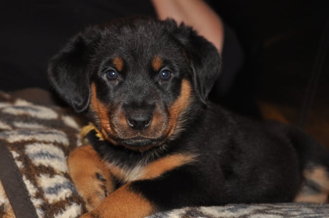 Flirthe yloïse De La Bonhardiesse