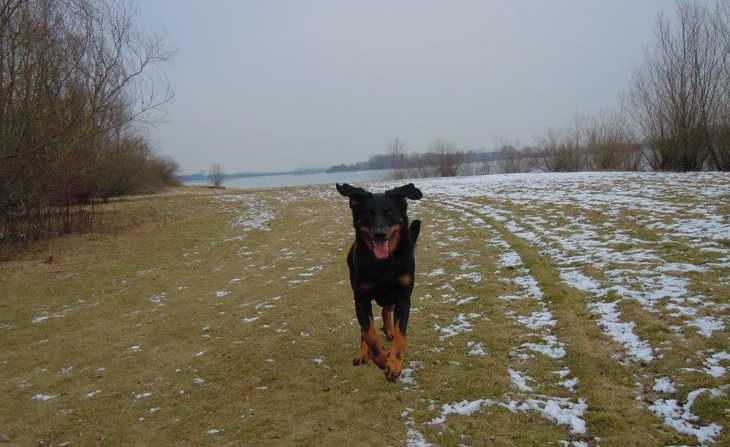 Fauve yolie De La Bonhardiesse