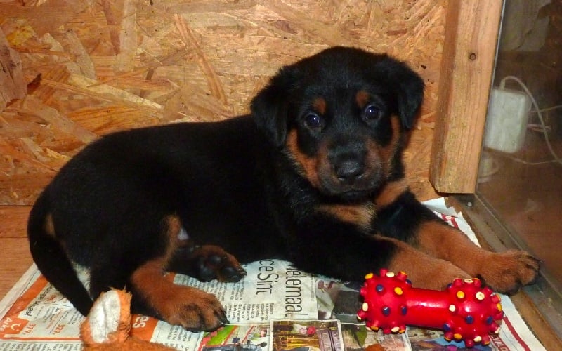 HEMBRA YIOIA dite Neela