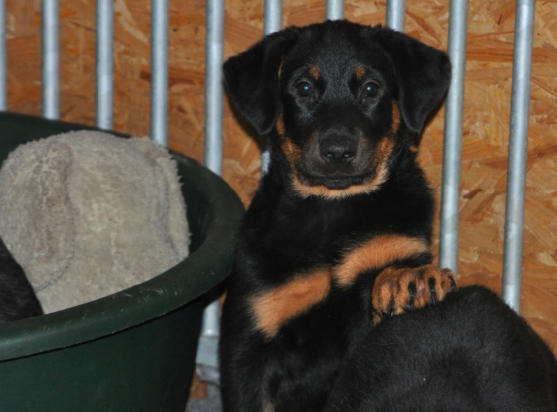 HEMBRA YIOIA dite Neela