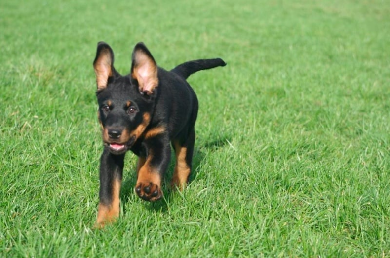 HIRTHE YSA VAJÈN (Vajèn)