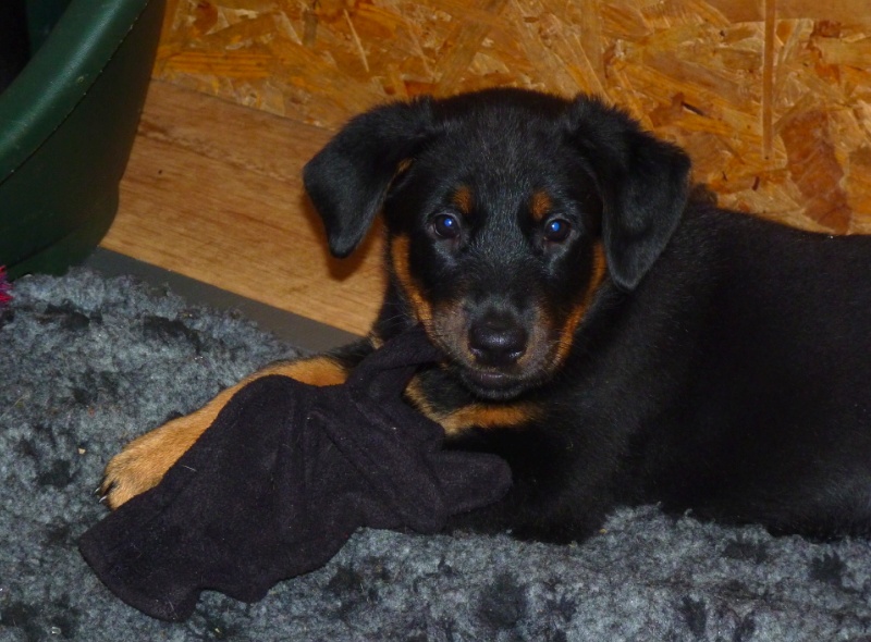 HEMBRA YIOIA dite Neela