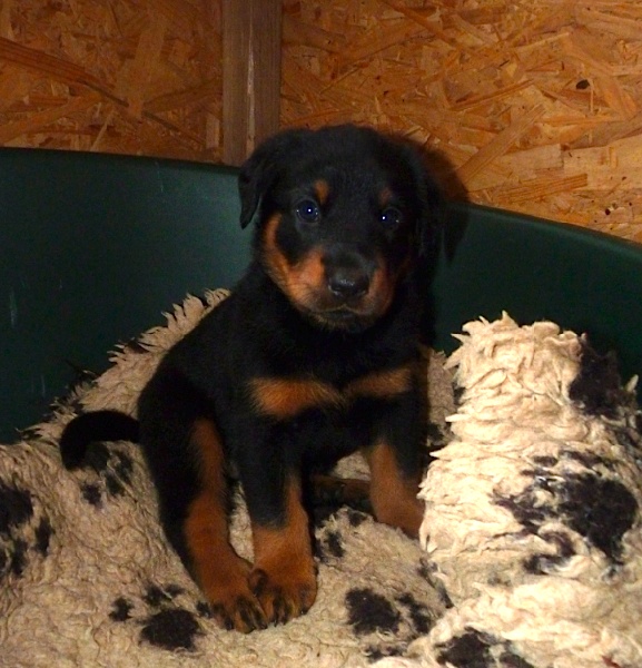 HIRTHE YSA VAJÈN (Vajèn)