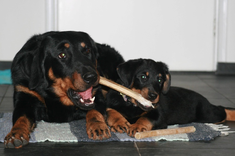 HIRTHE YSA VAJÈN (Vajèn)