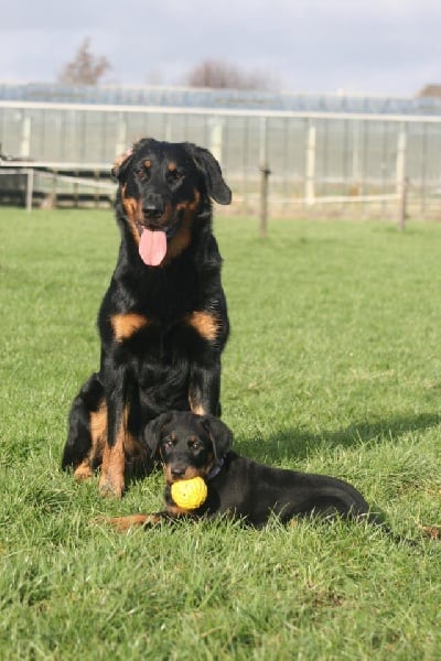 HIRTHE YSA VAJÈN (Vajèn)