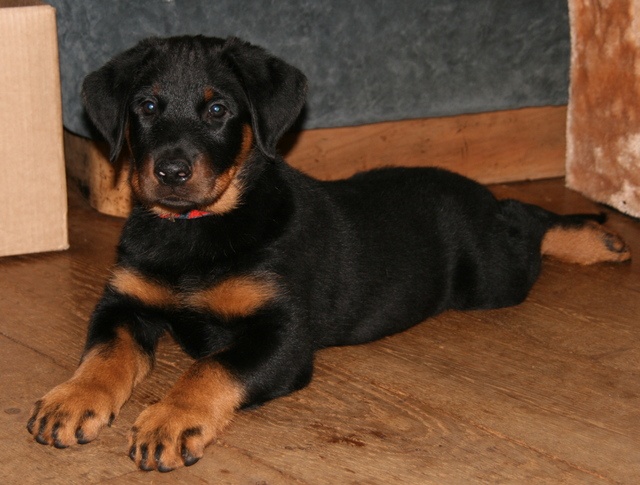 HIRGON YVAIN dit Homme