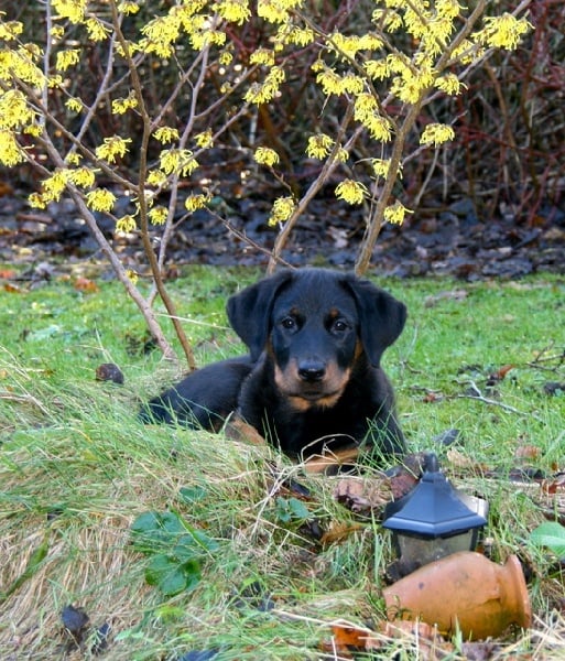 HIRGON YVAIN dit Homme