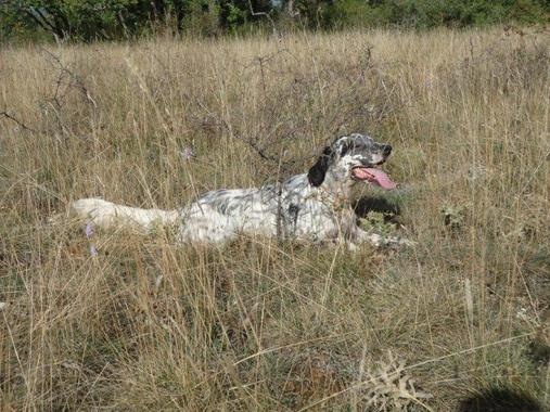 Publication : des collines de l'Izars