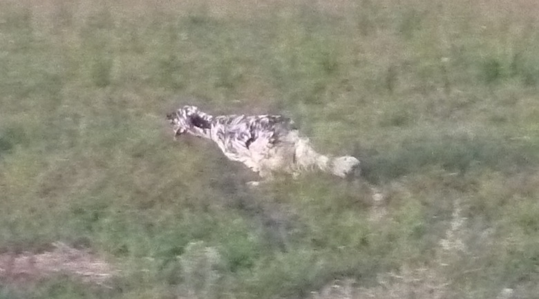 Publication : des collines de l'Izars