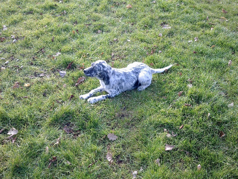 Publication : des collines de l'Izars