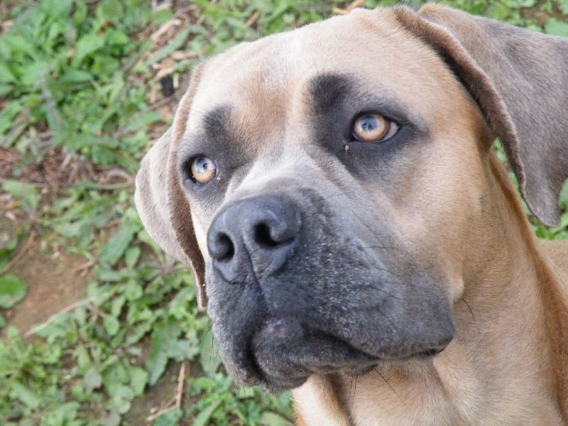 Publication : Du Chateau des anges Auteur : Kat