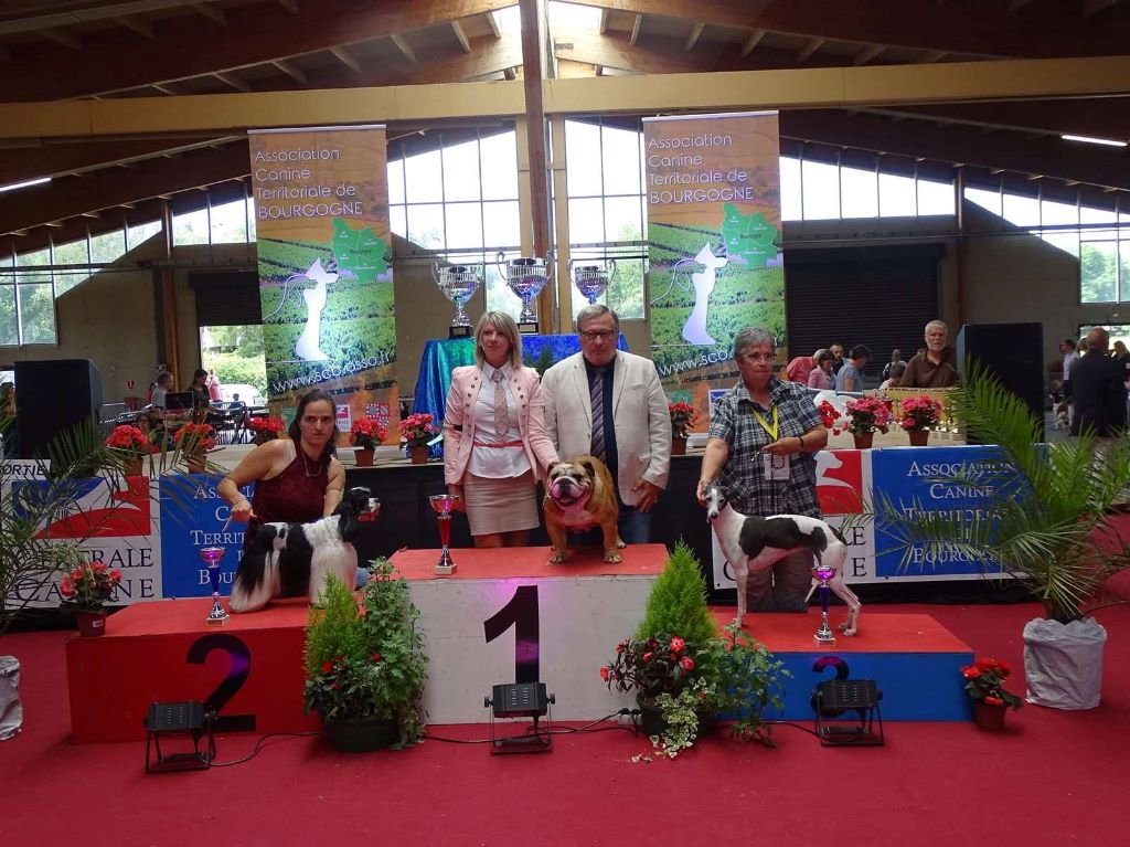 breeder's cup Cock a doodle doo - 1er Exc Meilleur Véteran Best In Show