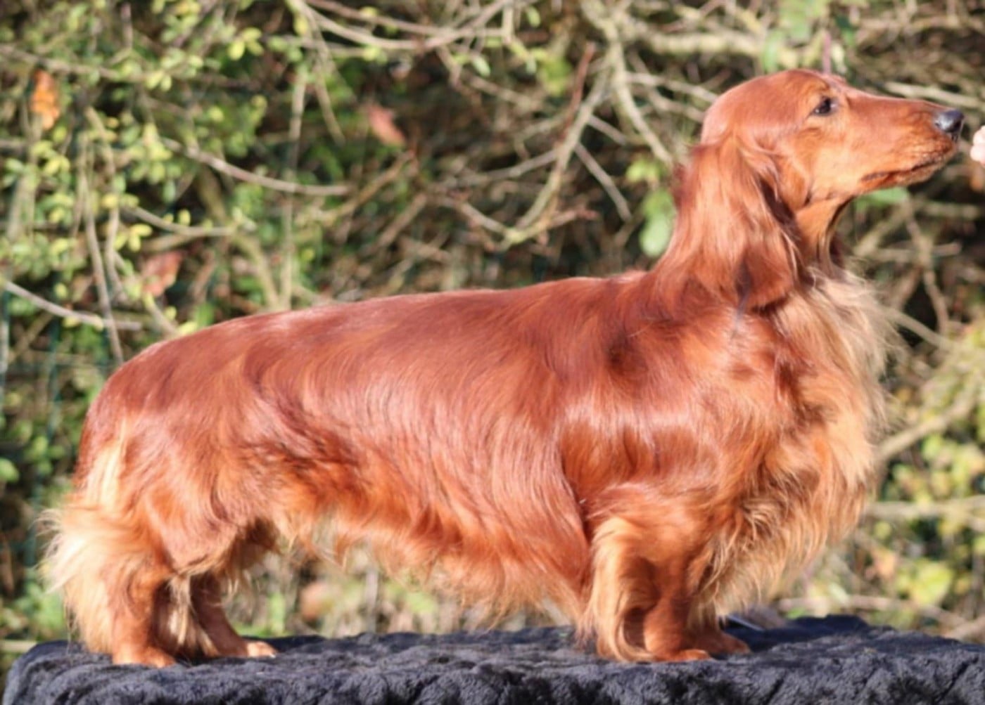 Armani gang metrowcow