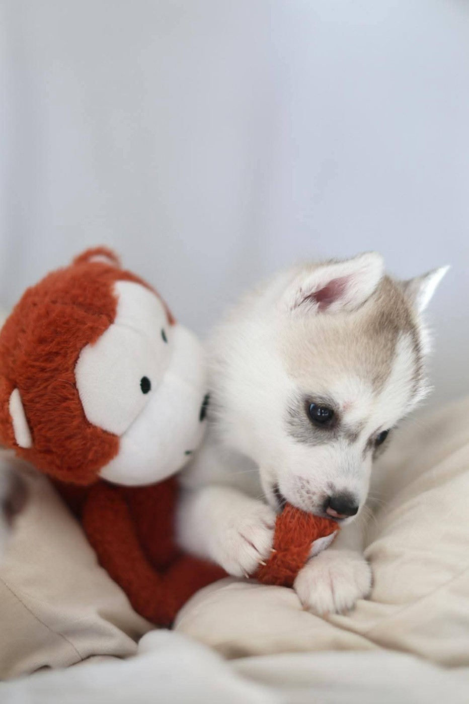 Publication : Des Deux Moulins Du Verdon