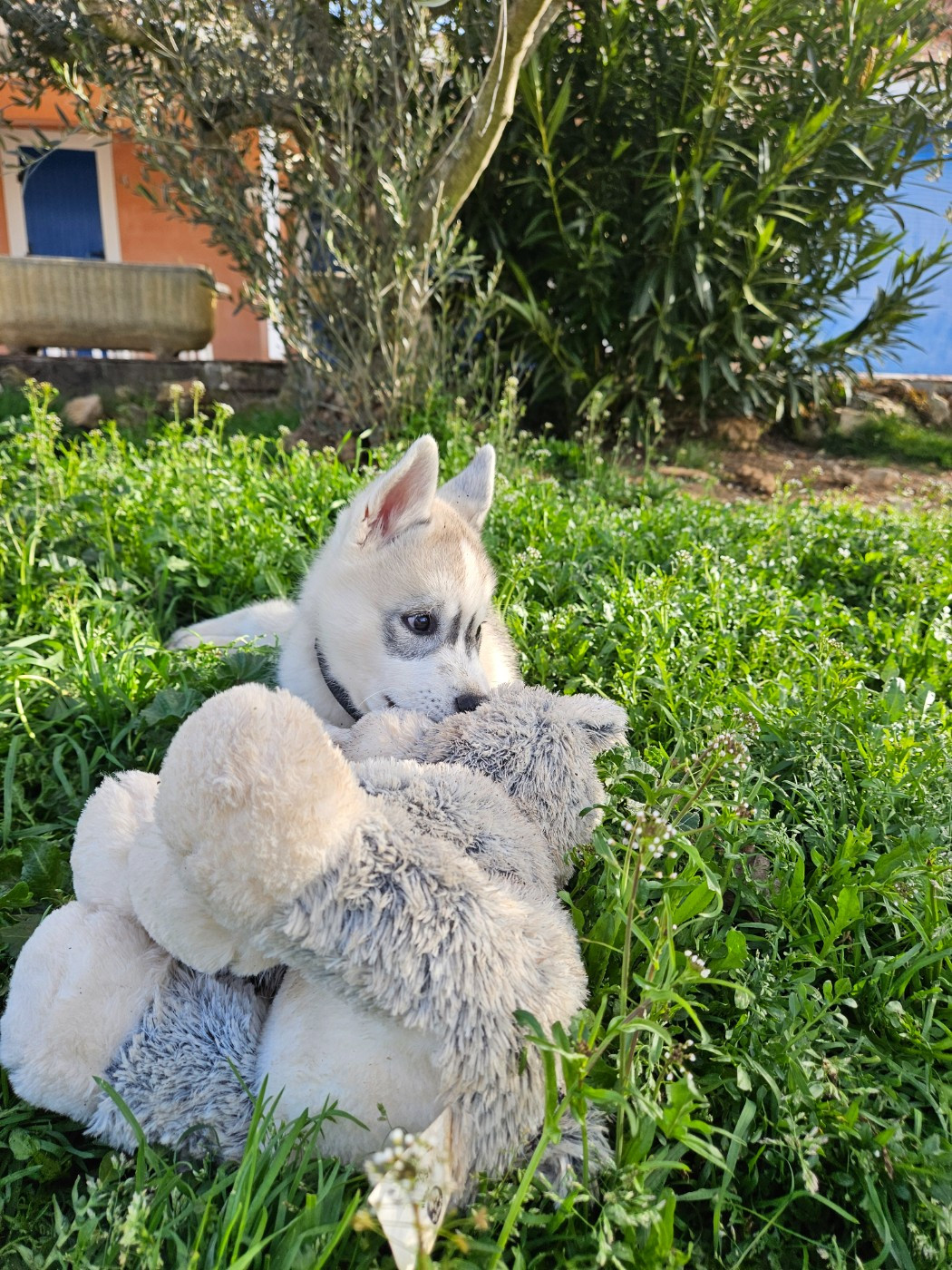 Athéna Des Deux Moulins Du Verdon