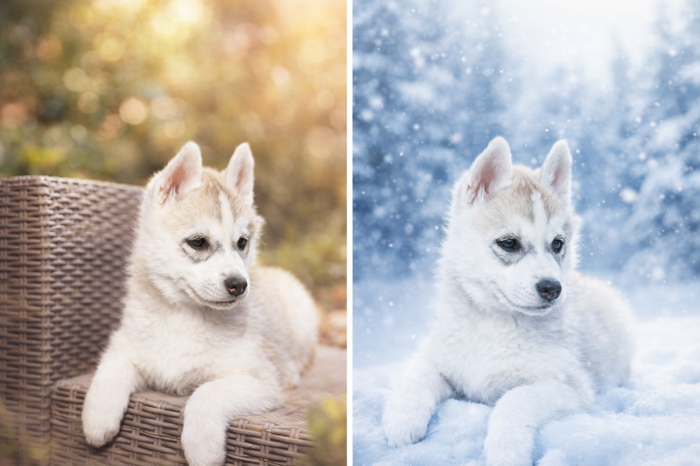 Athéna Des Deux Moulins Du Verdon
