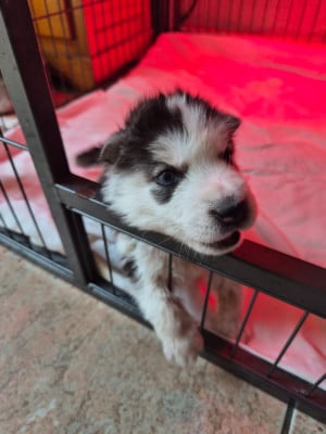 Les chiots de Siberian Husky