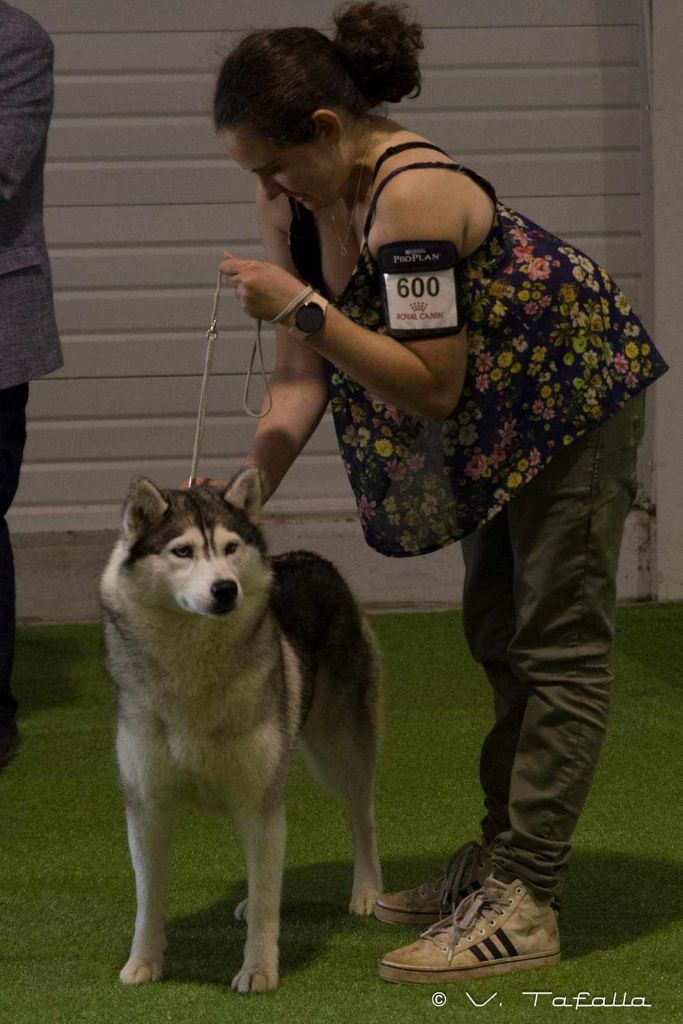 Phoebe Des Collines De Gaïrouk - 3ème excellent