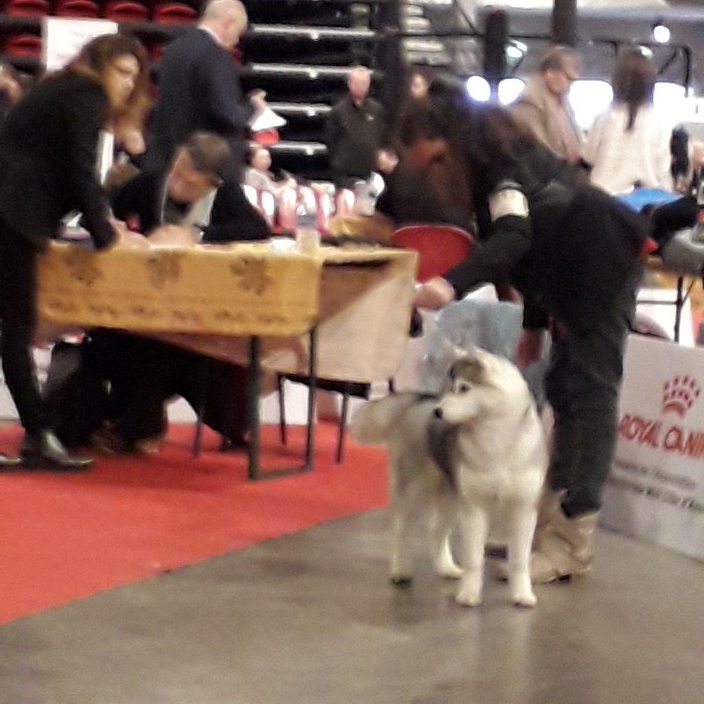 Phoebe Des Collines De Gaïrouk - MEILLEUR BABY