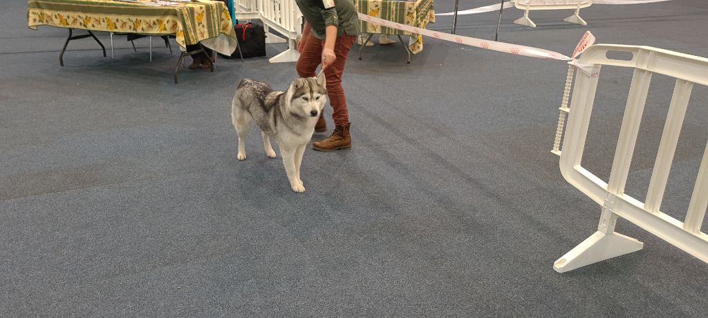 Phoebe Des Collines De Gaïrouk - 1ère excellent CACS