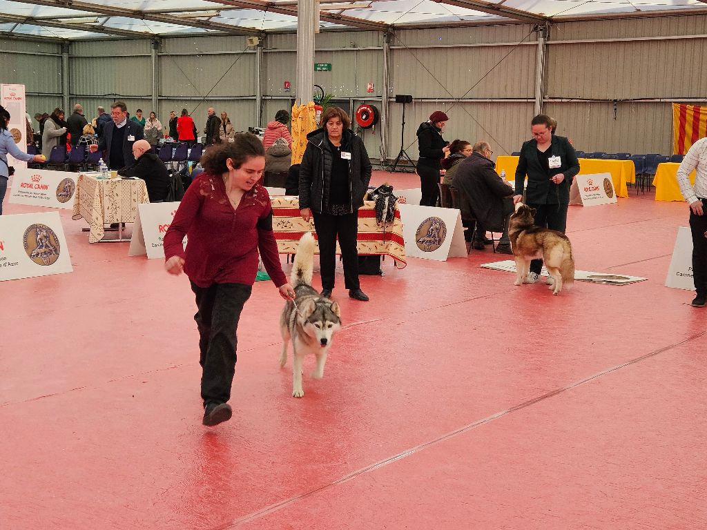Phoebe Des Collines De Gaïrouk - excellent