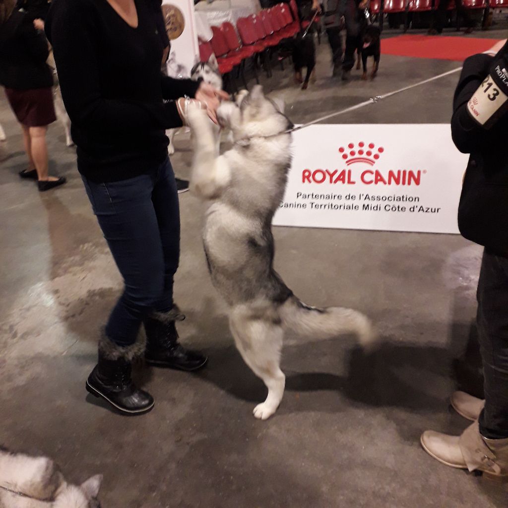 Phoebe Des Collines De Gaïrouk - 1ERE MEILLEUR PUPPY TRES PROMETTEUR