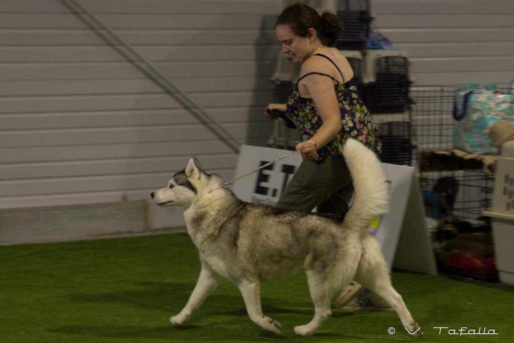 Phoebe Des Collines De Gaïrouk - 1er excellent RCACS