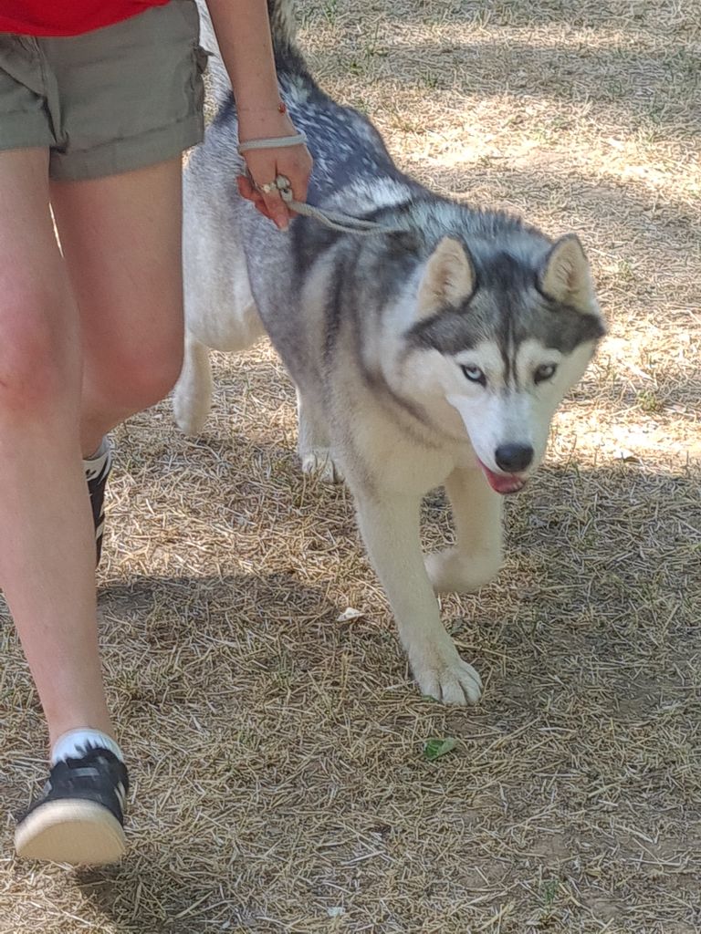 Phoebe Des Collines De Gaïrouk - excellent non classé + recommandé 1er choix