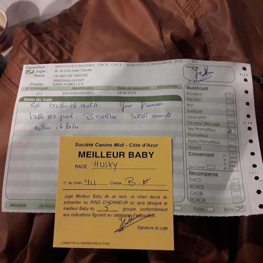 Phoebe Des Collines De Gaïrouk - MEILLEUR BABY