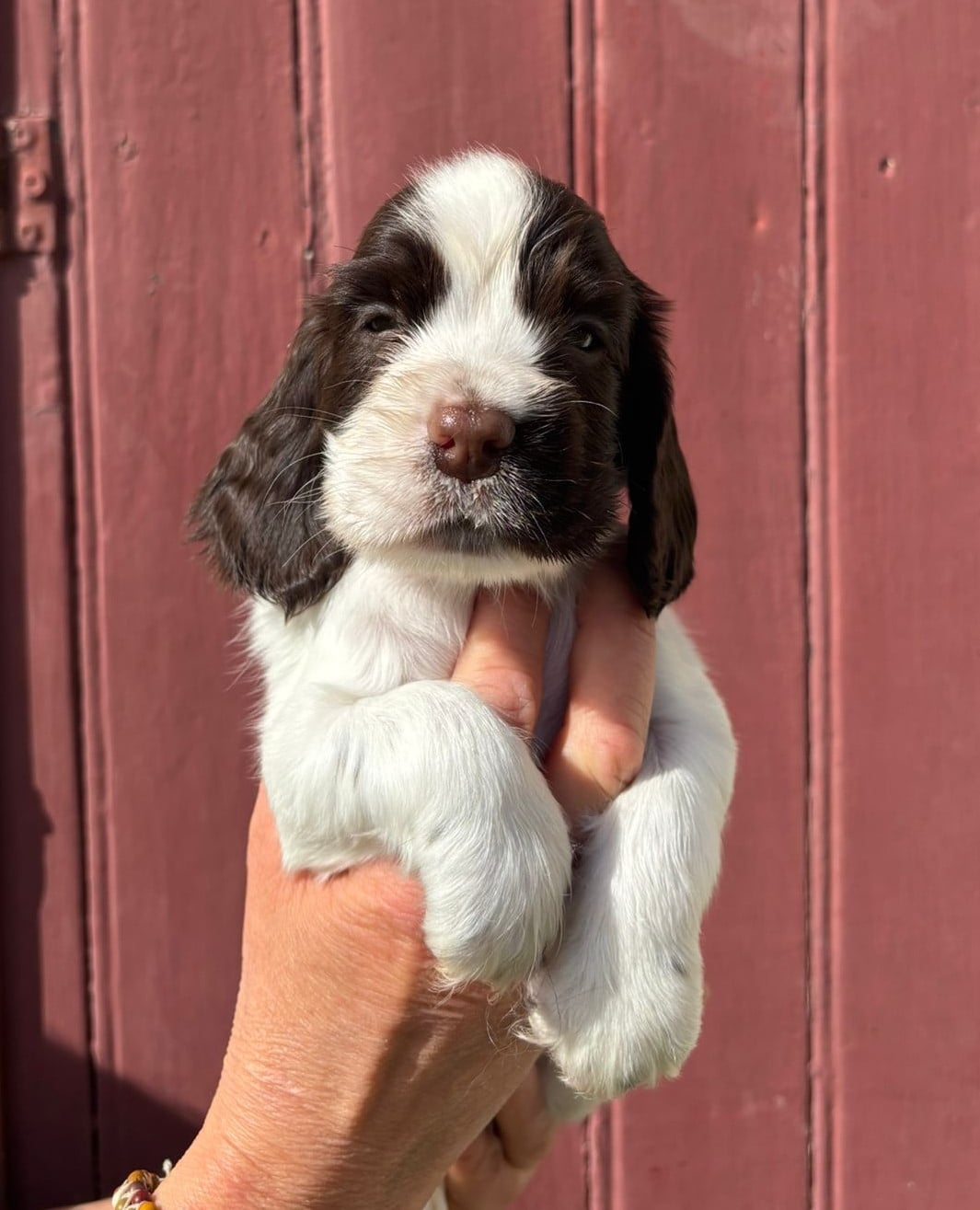 Chiot N°1 - Cocker Spaniel Anglais