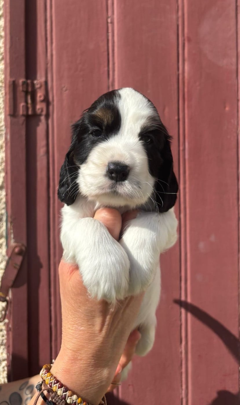 Chiot N°2 - Cocker Spaniel Anglais