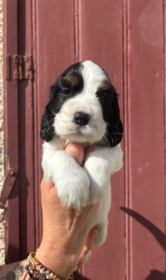Les chiots de Cocker Spaniel Anglais