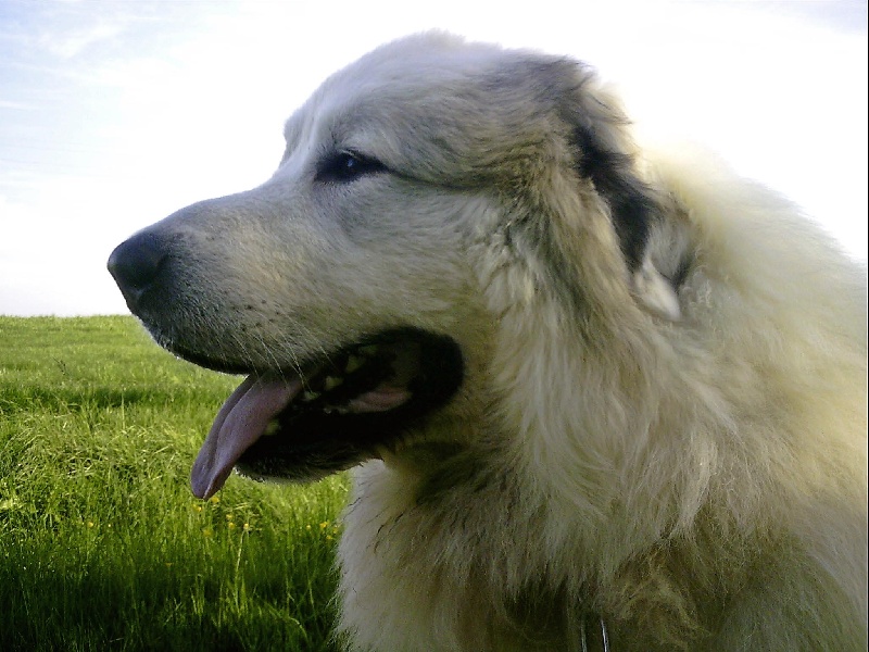 Clopin De Gabizos - 3ème Excellent C.O.M