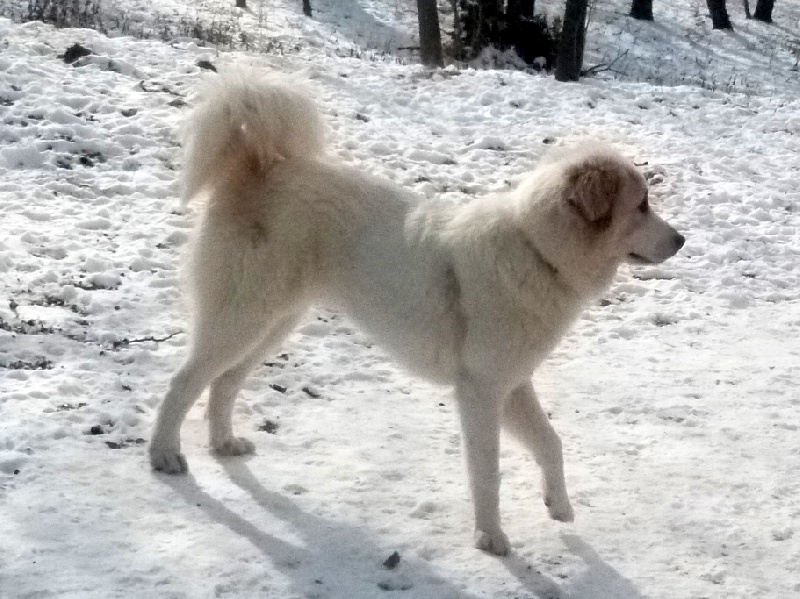 Giulia Du Comte Phébus De Béarn - 1er EXCELLENT JEUNE FEMELLE-"MEILLEUR JEUNE"