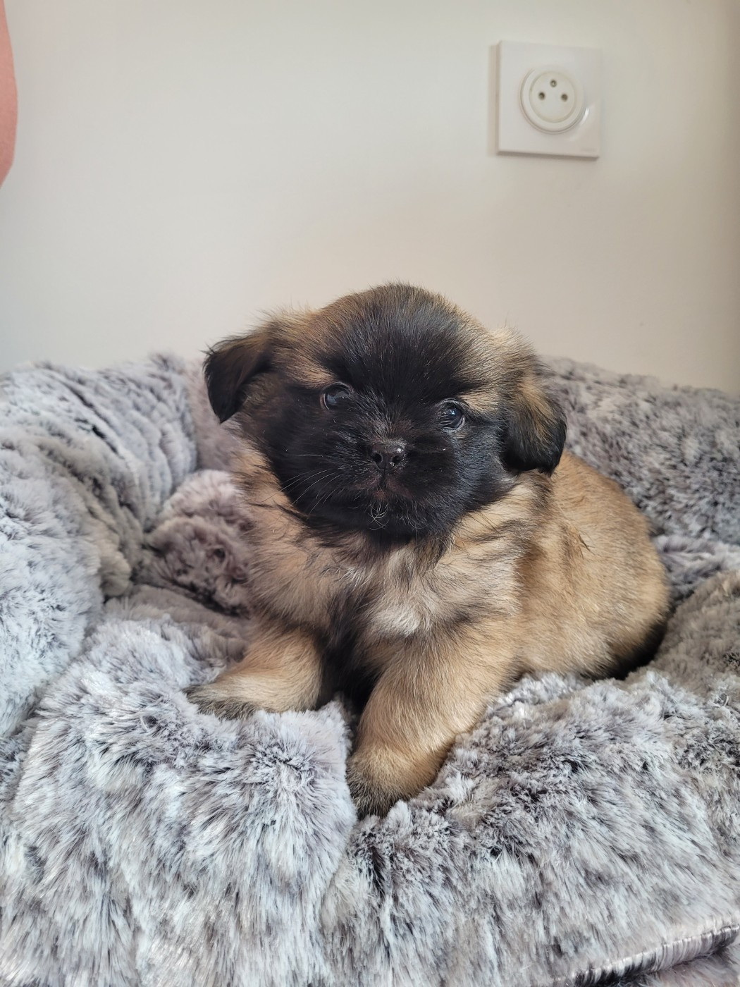 Epagneul tibetain - des terres de bourguenailles