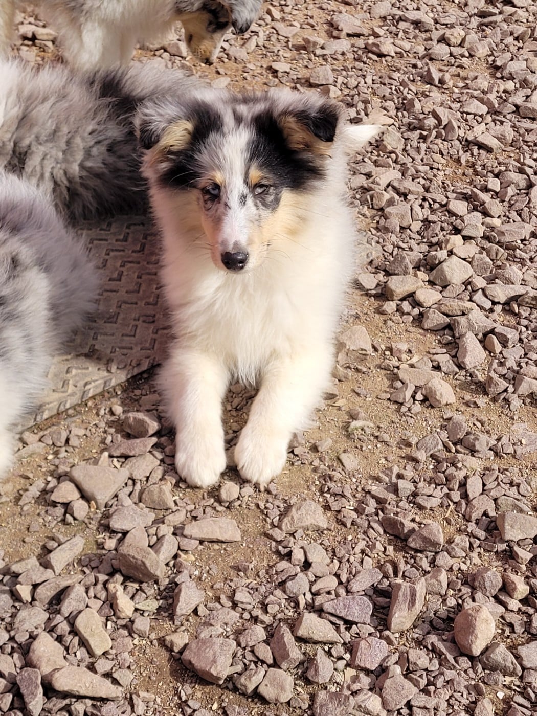 Shetland Sheepdog - des terres de bourguenailles