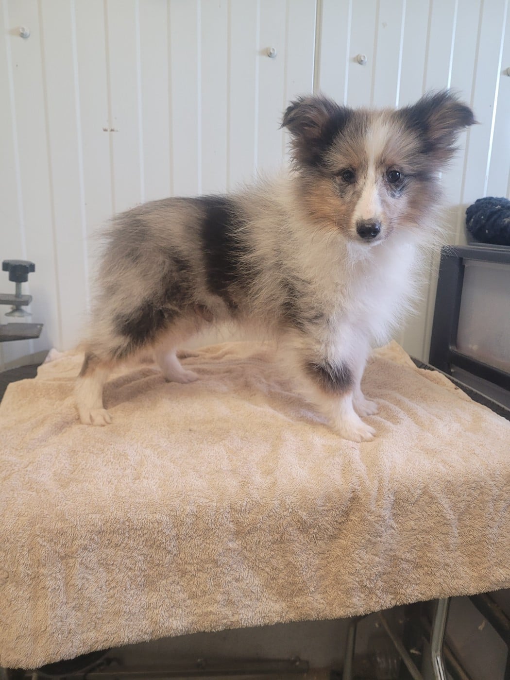 Shetland Sheepdog - des terres de bourguenailles