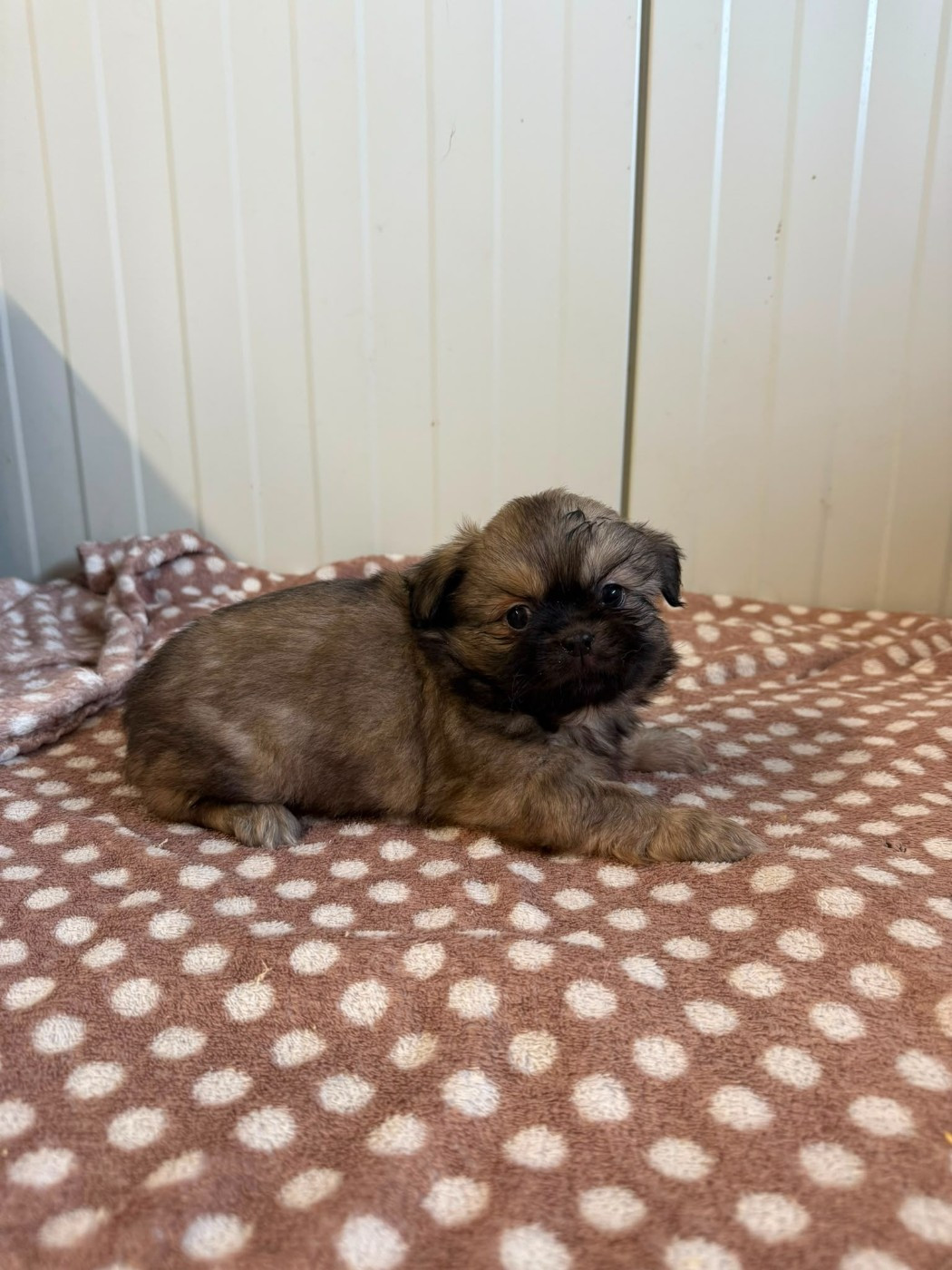 Chiot N°1