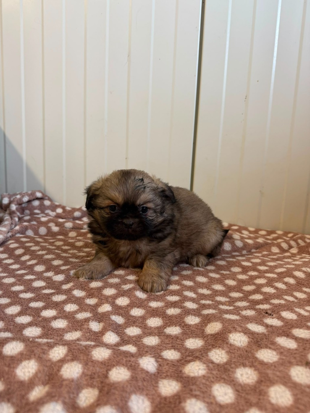 Chiot N°1